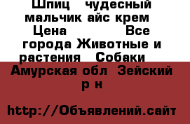 Шпиц - чудесный мальчик айс-крем › Цена ­ 20 000 - Все города Животные и растения » Собаки   . Амурская обл.,Зейский р-н